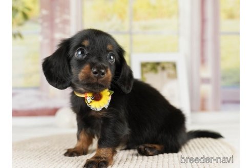 成約済の神奈川県のミニチュアダックスフンド(ロングヘアード)-251156の5枚目