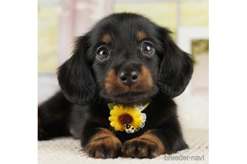 成約済の神奈川県のミニチュアダックスフンド(ロングヘアード)-251156の6枚目