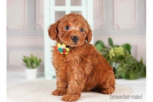 成約済の神奈川県のトイプードル-251157の3枚目