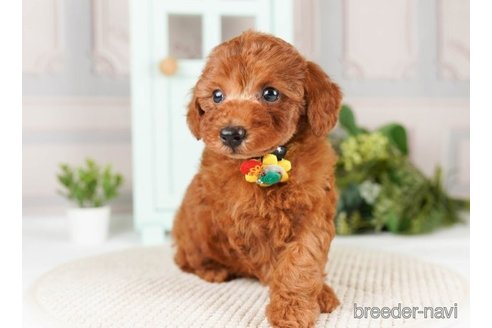 成約済の神奈川県のトイプードル-251157の4枚目