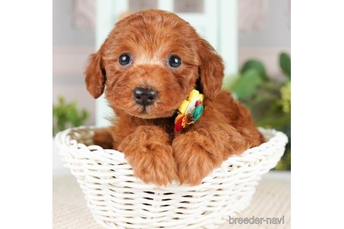 成約済の神奈川県のトイプードル-251157の5枚目