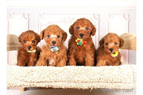 成約済の神奈川県のトイプードル-251157の6枚目