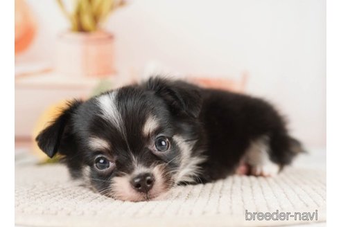 成約済の神奈川県のチワワ(ロングコート)-251159の2枚目