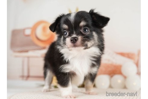 成約済の神奈川県のチワワ(ロングコート)-251159の3枚目