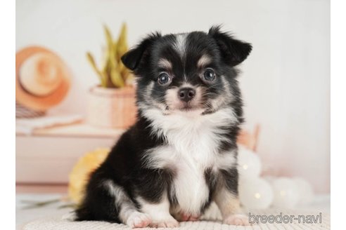 成約済の神奈川県のチワワ(ロングコート)-251159の1枚目