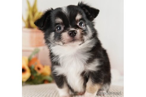 成約済の神奈川県のチワワ(ロングコート)-251159の4枚目