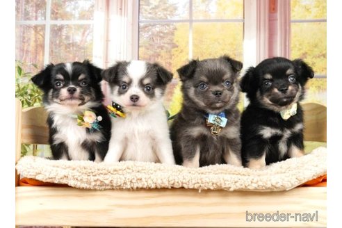 成約済の神奈川県のチワワ(ロングコート)-251159の5枚目