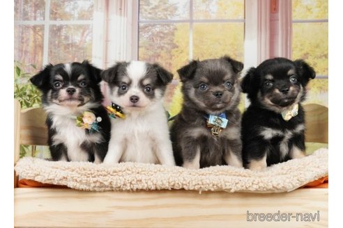 成約済の神奈川県のチワワ(ロングコート)-251160の2枚目