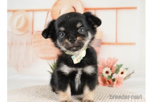 成約済の神奈川県のチワワ(ロングコート)-251160