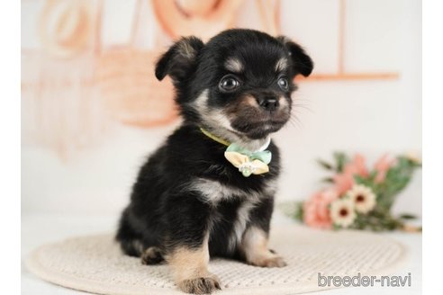 成約済の神奈川県のチワワ(ロングコート)-251160の4枚目