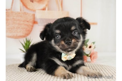 成約済の神奈川県のチワワ(ロングコート)-251160の5枚目