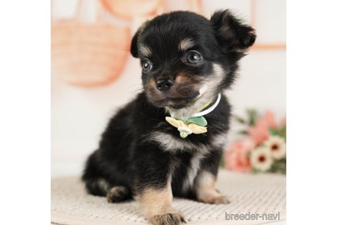 成約済の神奈川県のチワワ(ロングコート)-251160の3枚目