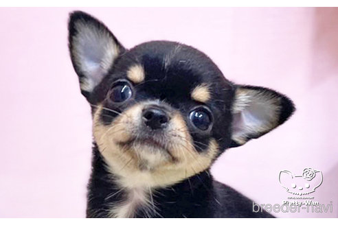 成約済の愛知県のチワワ(スムースコート)-251162