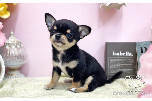 成約済の愛知県のチワワ(スムースコート)-251162の5枚目