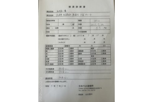 成約済の茨城県のビションプー:ビションフリーゼ×トイプードル-248907の2枚目