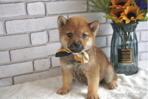 成約済の熊本県の豆柴-251199の9枚目