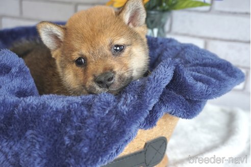 成約済の熊本県の豆柴-251199の3枚目