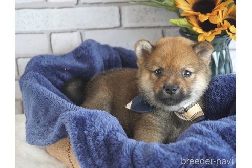 成約済の熊本県の豆柴-251205の16枚目