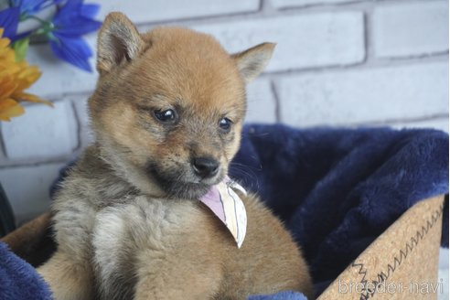 成約済の熊本県の豆柴-251210の3枚目