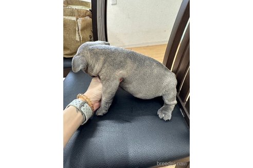 成約済の千葉県のフレンチブルドッグ-251224の3枚目