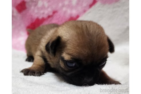 成約済の岡山県のミックス犬-251266の17枚目