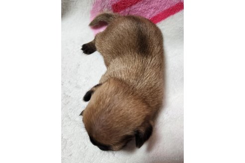 成約済の岡山県のミックス犬-251266の15枚目
