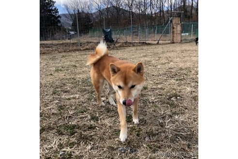 成約済の大分県の豆柴-250969の3枚目