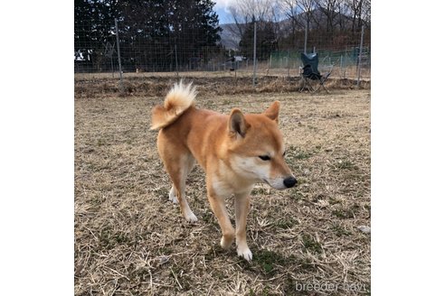 成約済の大分県の豆柴-250969の4枚目