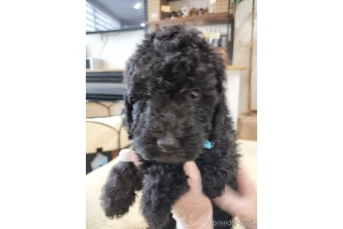 成約済の岡山県のスタンダードプードル-248157の11枚目
