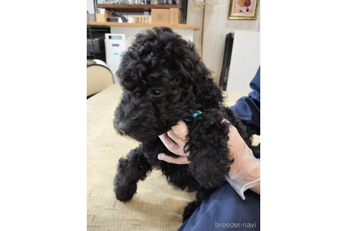 成約済の岡山県のスタンダードプードル-248157の8枚目