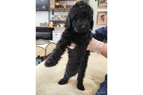 成約済の岡山県のスタンダードプードル-248157の7枚目