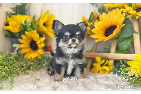 成約済の愛知県のチワワ(ロングコート)-246325の4枚目