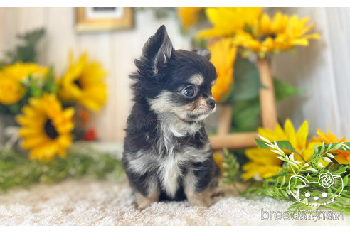 成約済の愛知県のチワワ(ロングコート)-246325の2枚目