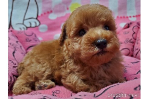 成約済の愛知県のトイプードル-249892の4枚目
