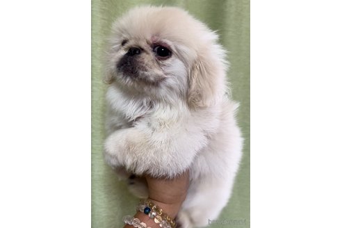 成約済の茨城県のペキニーズ-247723の4枚目