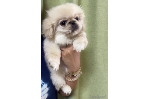 成約済の茨城県のペキニーズ-247723の5枚目