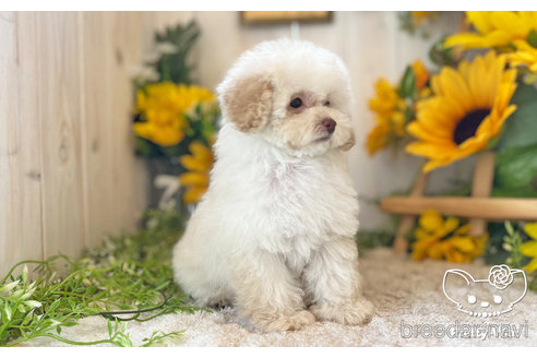 成約済の愛知県のトイプードル-245720の8枚目