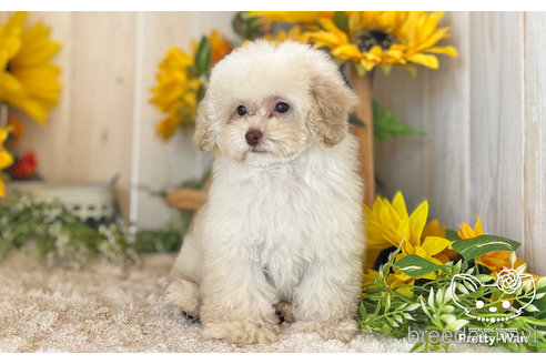 成約済の愛知県のトイプードル-245720の7枚目