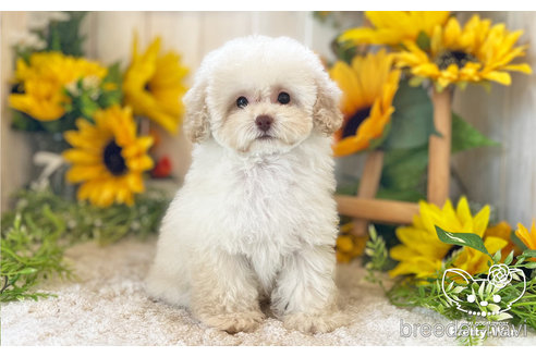 成約済の愛知県のトイプードル-245720の6枚目