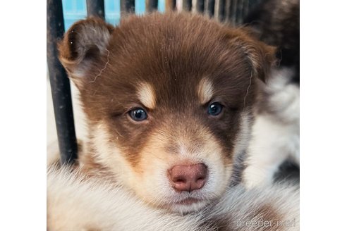 成約済の山梨県のミックス犬-246936の3枚目