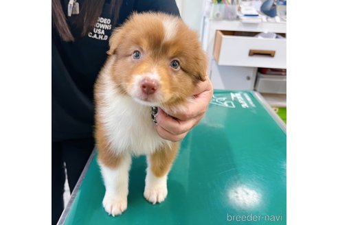 成約済の山梨県のオーストラリアンシェパード-242453の4枚目