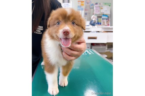成約済の山梨県のオーストラリアンシェパード-242453