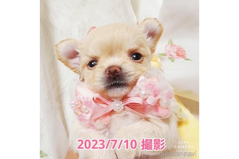 成約済の東京都のチワワ(ロングコート)-247964の24枚目