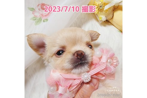成約済の東京都のチワワ(ロングコート)-247964の23枚目
