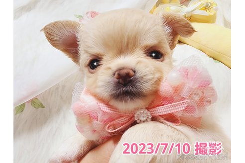 成約済の東京都のチワワ(ロングコート)-247964の22枚目