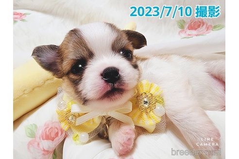 成約済の東京都のチワワ(ロングコート)-249117の29枚目