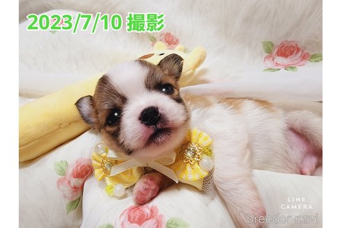 成約済の東京都のチワワ(ロングコート)-249117の28枚目