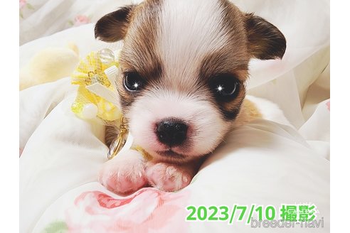 成約済の東京都のチワワ(ロングコート)-249117の26枚目