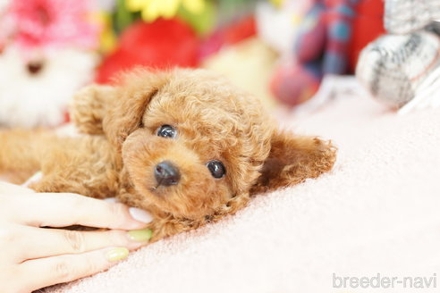 成約済の埼玉県のトイプードル-251354の1枚目