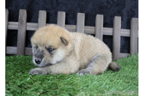 成約済の千葉県の柴犬-251368の1枚目